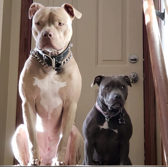 lanedawg222_